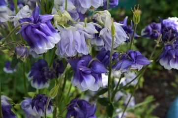 
white and purple flowers in the garden