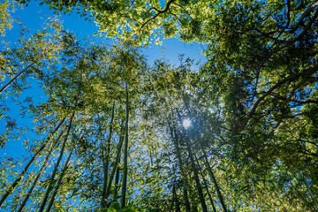山の中の木漏れ日　背の高い木　林