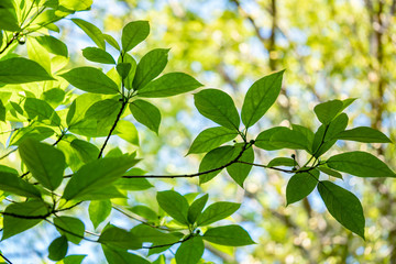 Fototapeta na wymiar グリーンの葉っぱと空の背景　