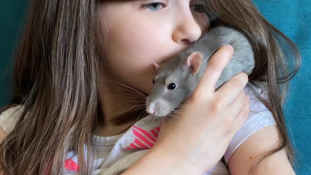 Little beautiful girl holds on her shoulder a home decorative rat dambo. Love of children and animals, concept