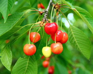 Obraz premium Ripe cherry branch with red and green