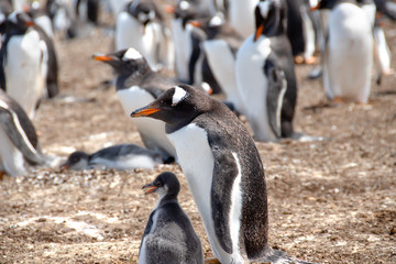 Gentoo Penguin and a Chick at Volunteer Point, Falkland Islands