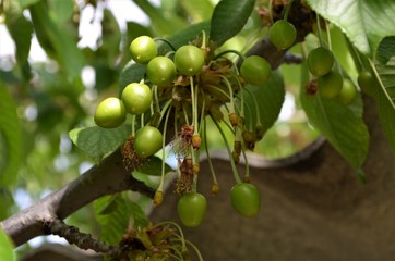 
unripe fruits of cherry