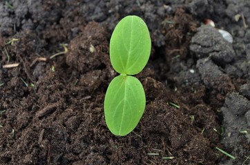 young green sprout