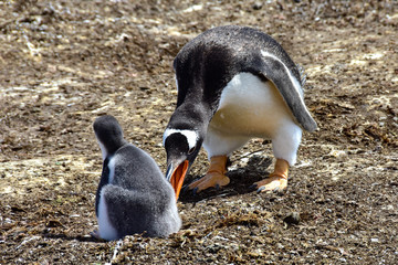 Gentoo Penguins at Volunteer Point, Falkland Islands