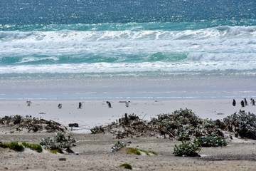Penguins at the Beach Volunteer Point, Falkland Islands