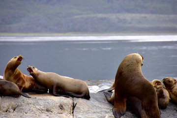 Fototapeta premium Sea Lions on a Rock in the Beagle Channel