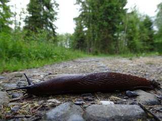 slug creeping in the forest