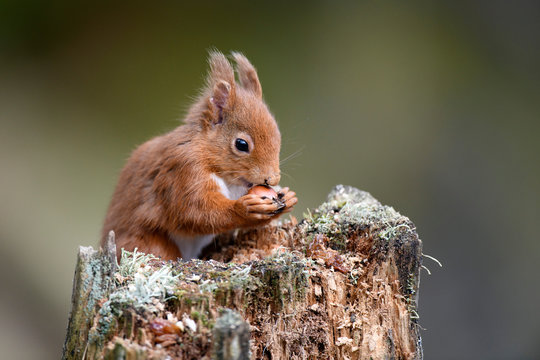UK, Scotland, Portrait of red squirrel (Sciurus vulgaris) feeding on tree stump