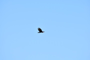 bird in flight