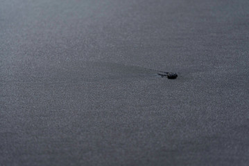 Lonely rock on black sand beach macro photography. Silky black beach texture with shallow depth of field. Minimalistic black background. Tenerife voulcanic sandy shore.
