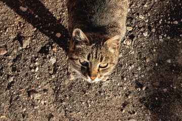 Tabby stray cat on the pavement close up