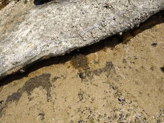ants on the ground