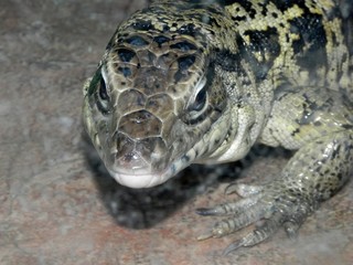 Reptiles. Portrait of a Tagus lizard in South America.