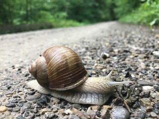 snail in the forest creeps across the road