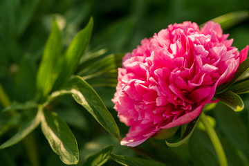 Pfingstrosen im Garten