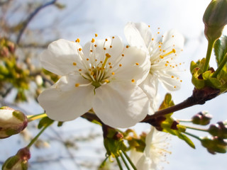 snow-white flowers on a cherry tree. flowering cherry tree in spring