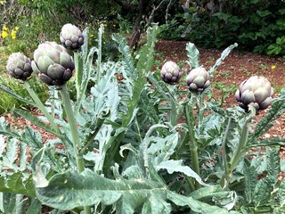Raw artichokes from the farm in Puglia