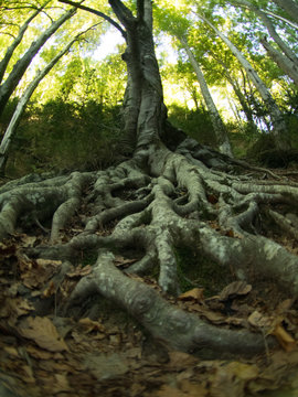 Raices