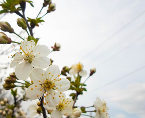 snow-white flowers on a cherry tree. flowering cherry tree in spring
