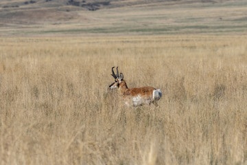 Pronghorn Antelope Buck in the Utah Desert