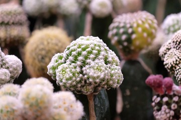 A cactus with many thorns growing in a pot and selling at the houseplant market 