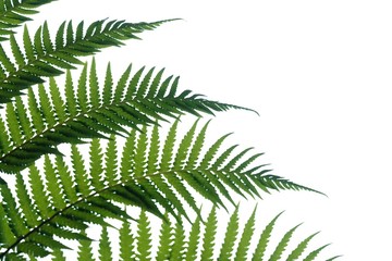 Tropical fern leaves on white isolated background for green foliage backdrop and copy space 