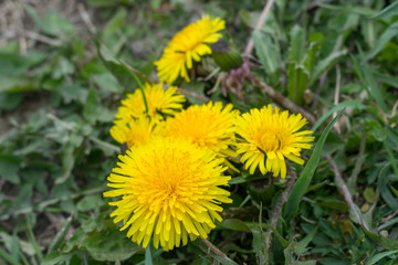 dandelion on green background