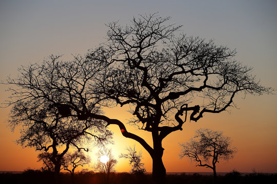 Silhouettes of bare trees against setting sun