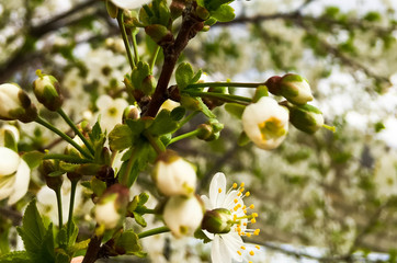 snow-white flowers on a cherry tree. flowering cherry tree in spring