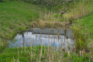 A small abandoned pond, swamp, and tall grass