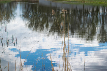 Pond in the Park, reflection in the water, growing dry grass