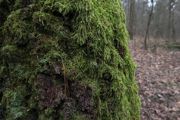 moss on a tree