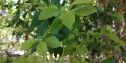 LOVE THE BEAUTY OF NATURE...