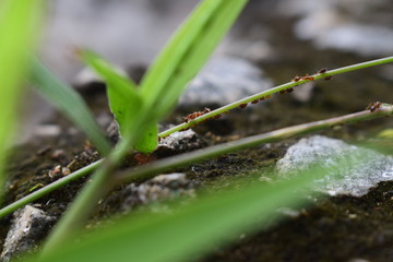 ants on a leaf