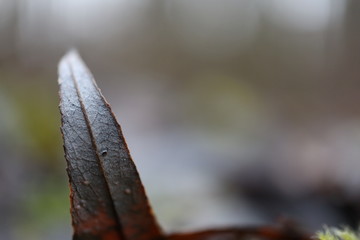 leaf in macro in the forest