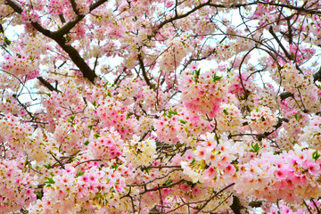 Cherry Blossoms in Spring