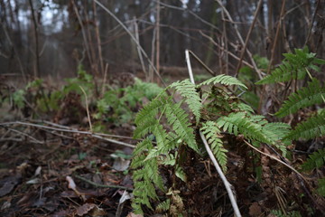 leaf in the forest