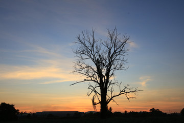 Fototapeta na wymiar Silhouette alone dead tree againt twilight sky during sunset