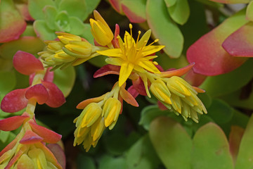 Au jardin : plantes grasses à floraison jaune