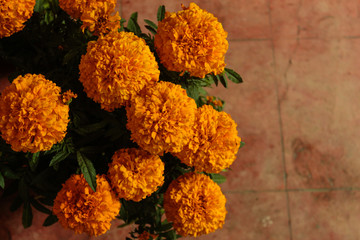 Orange flowers. Day of the dead. Mexico. Mexican traditions. Flor de muertos