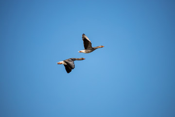 Beautiful flying Greylag goose (Anser Anser) © Marcin