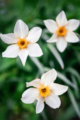 White daffodil flowers on the background of green grass