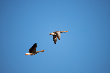Fototapeta na wymiar Beautiful flying Greylag goose (Anser Anser)