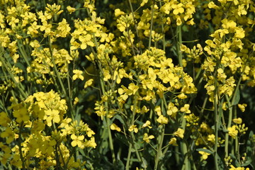 Schau genauer hin - Raps - Macro