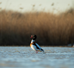 Beautiful Common shelduck (Tadorna tadorna) © Marcin
