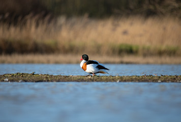 Beautiful Common shelduck (Tadorna tadorna)