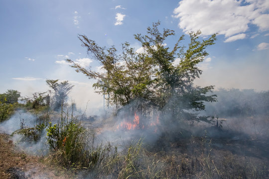 Forest fire, Cuba
