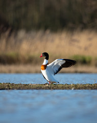 Beautiful Common shelduck (Tadorna tadorna)
