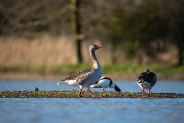 Beautiful Greylag goose (Anser Anser) © Marcin